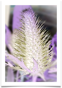 03 Lavender and White - Carol Sparkes